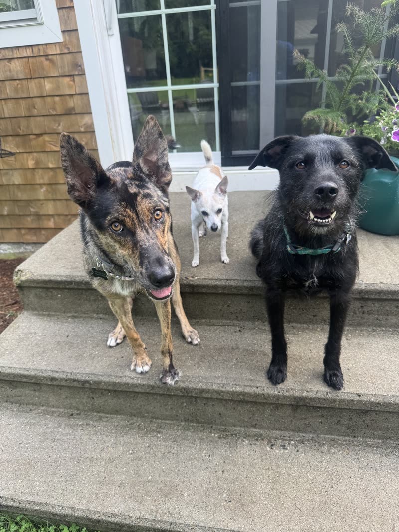 Three dogs sitting together on the front steps