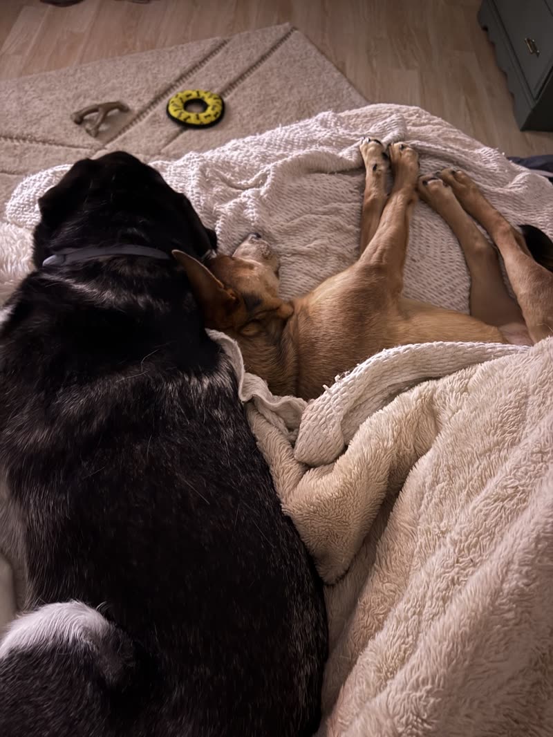 Two dogs curled up asleep together on a cream blanket
