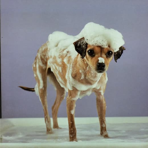A dog being lathered in a grooming bath