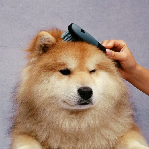 A dog being brushed out with a slicker brush