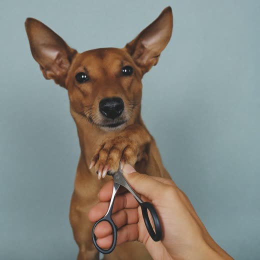 A dog's paw held for a nail trim