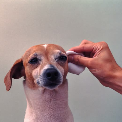 A dog having its ears cleaned