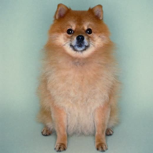 A small dog with a freshly trimmed coat